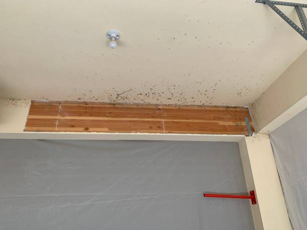 Mold Odor Removal Services in Shelley, ID